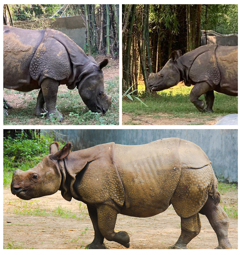 DCKAP - Save The Rhino